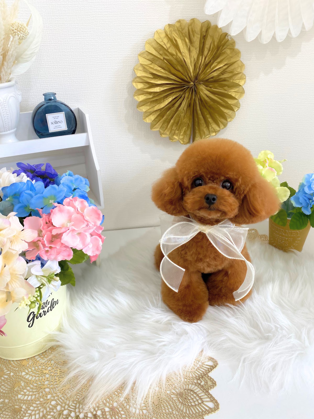 dogsalon_prima(ドッグサロンプリマ)