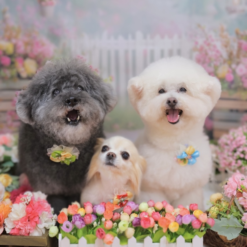 Dogsalon PuiPui -ぷいぷい-