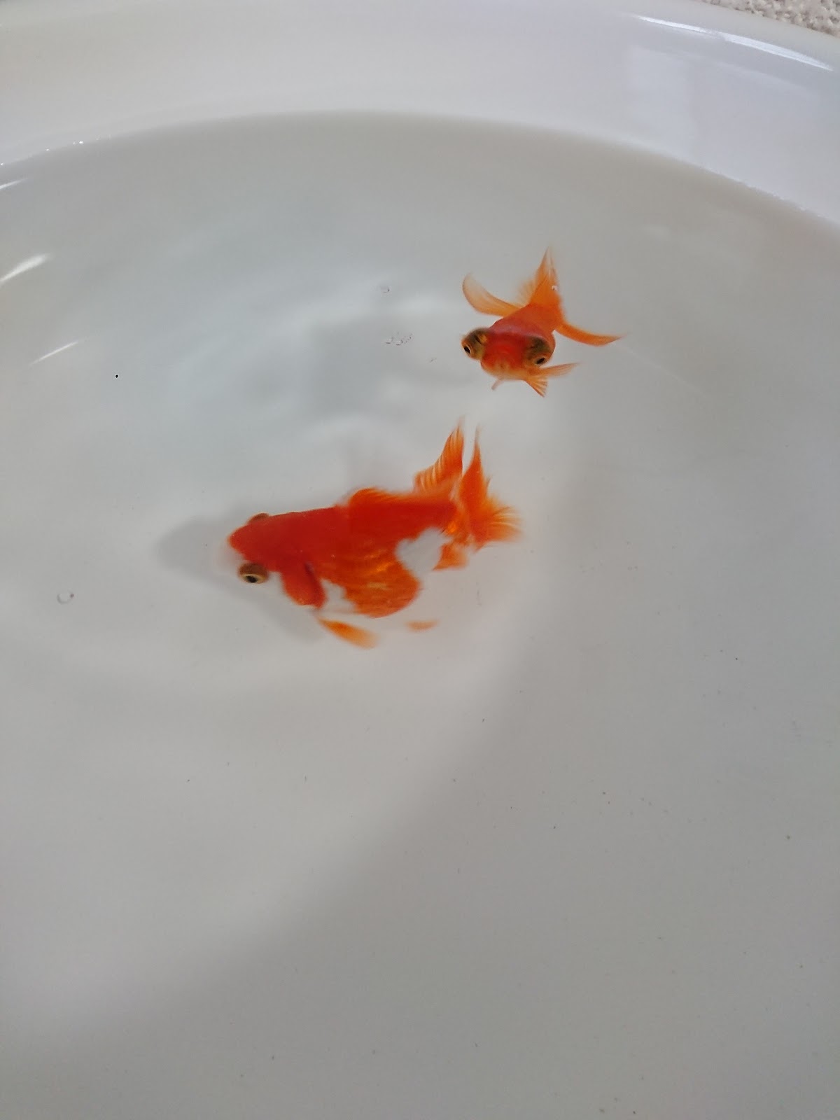 アクアリウム ペア