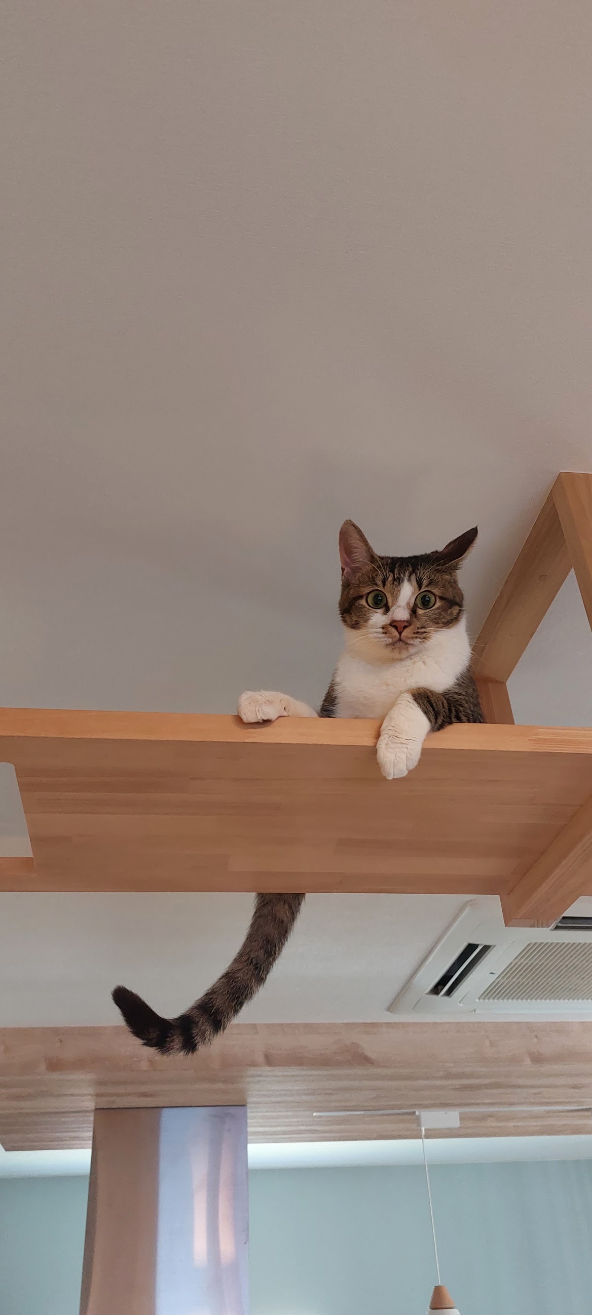 ペットホテル しまね ねこといぬのおうち