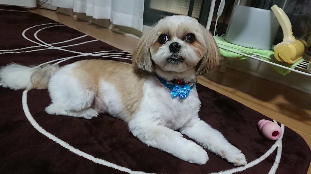 ペットの美容室パピー
