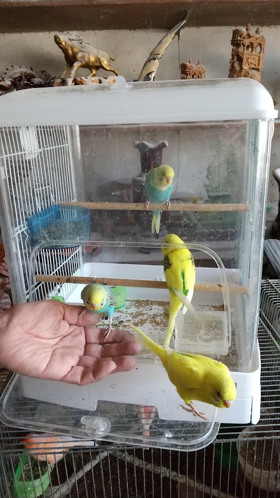 富士小鳥園