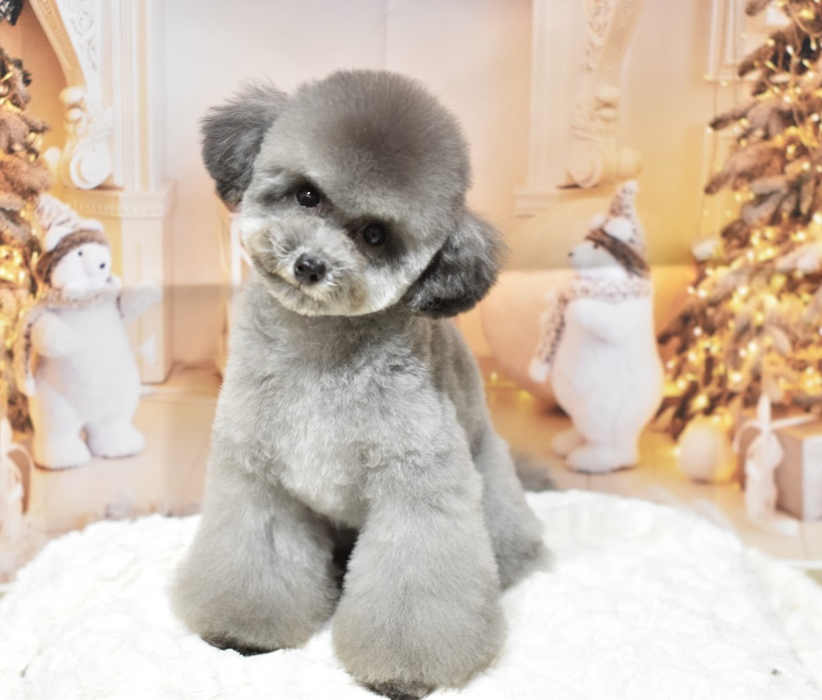 Miel Sourire salon (旧Dog Salon Miel.)