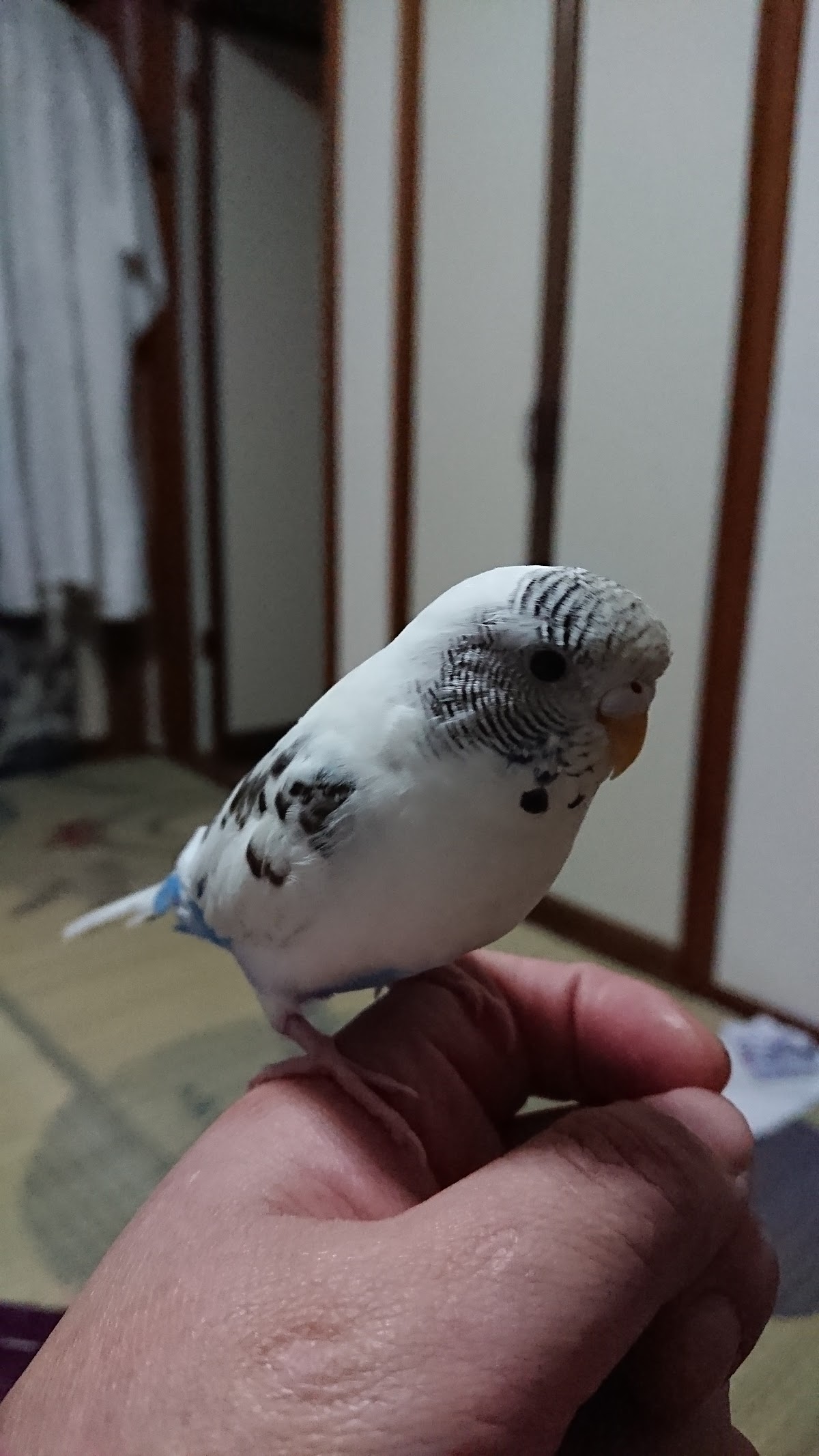 田原ペット（有）