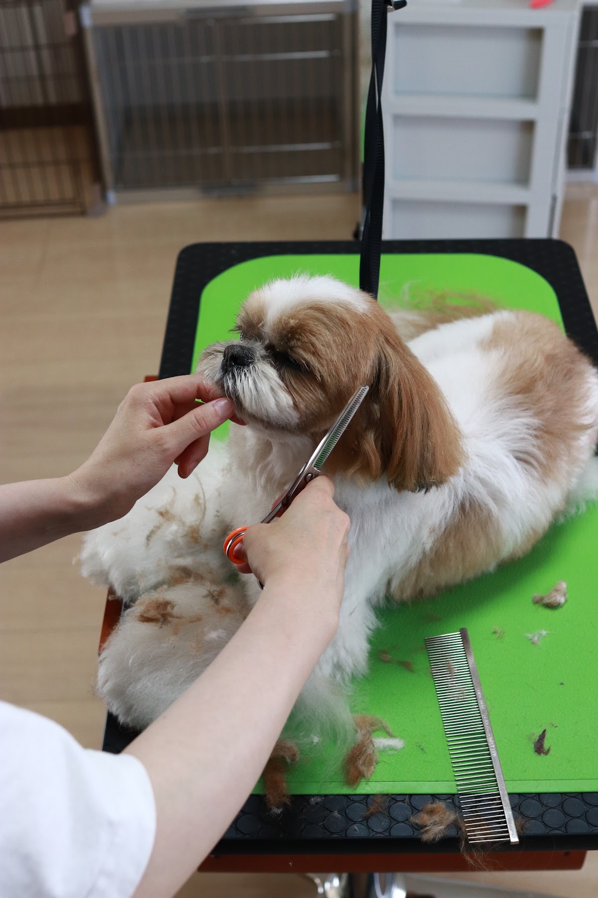 dog salon with...〇(まる)