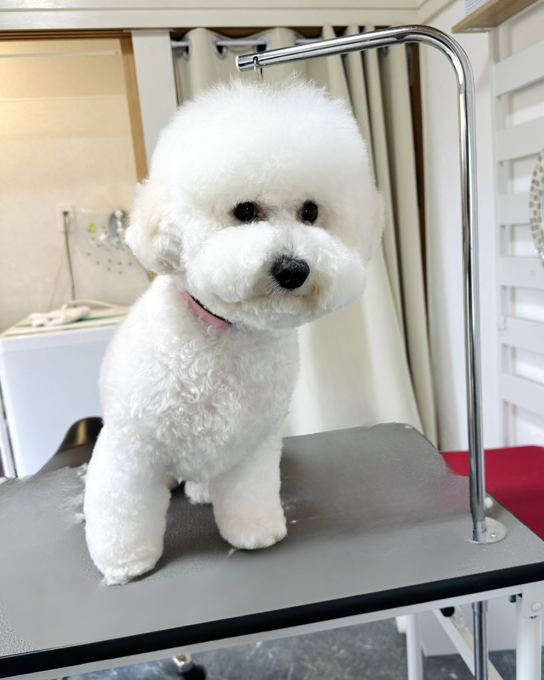 dog salon ONCE