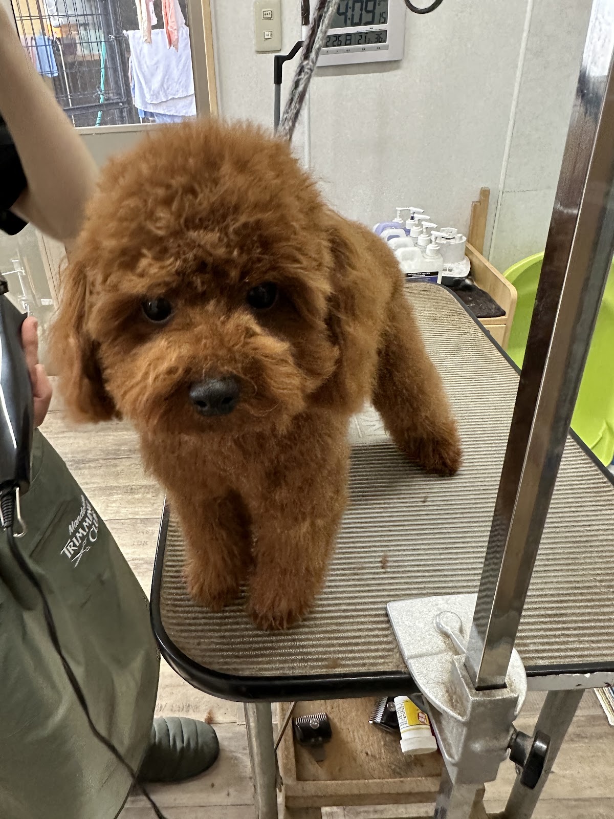 ドッグサロン・コラボ