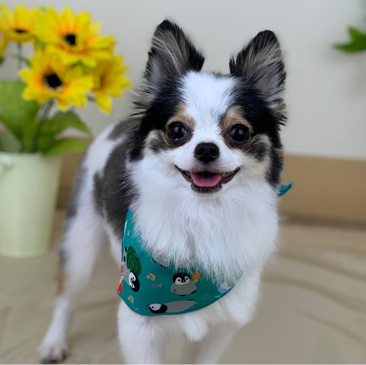 PetSalon luana(ルアナ)