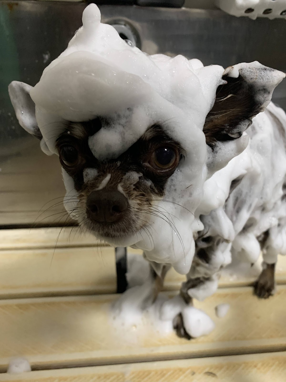 犬のトリミング・ホテル しっぽ