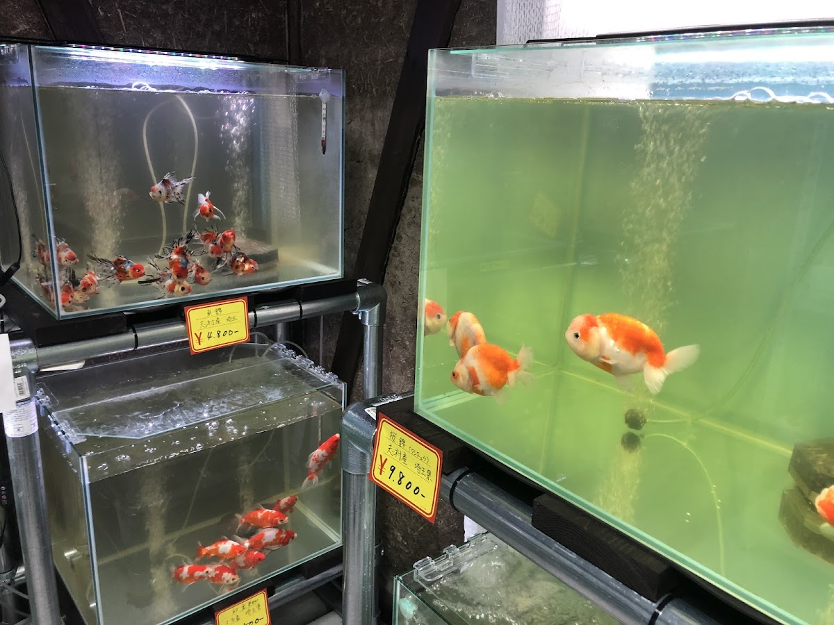 倉吉観賞魚and小鳥部