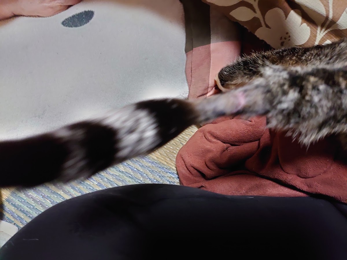 えきなん動物病院
