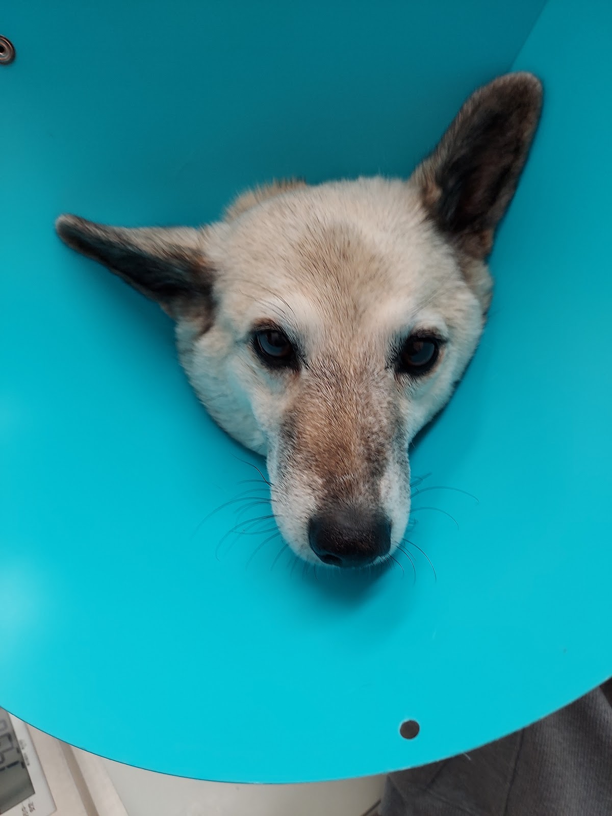 ジル動物病院