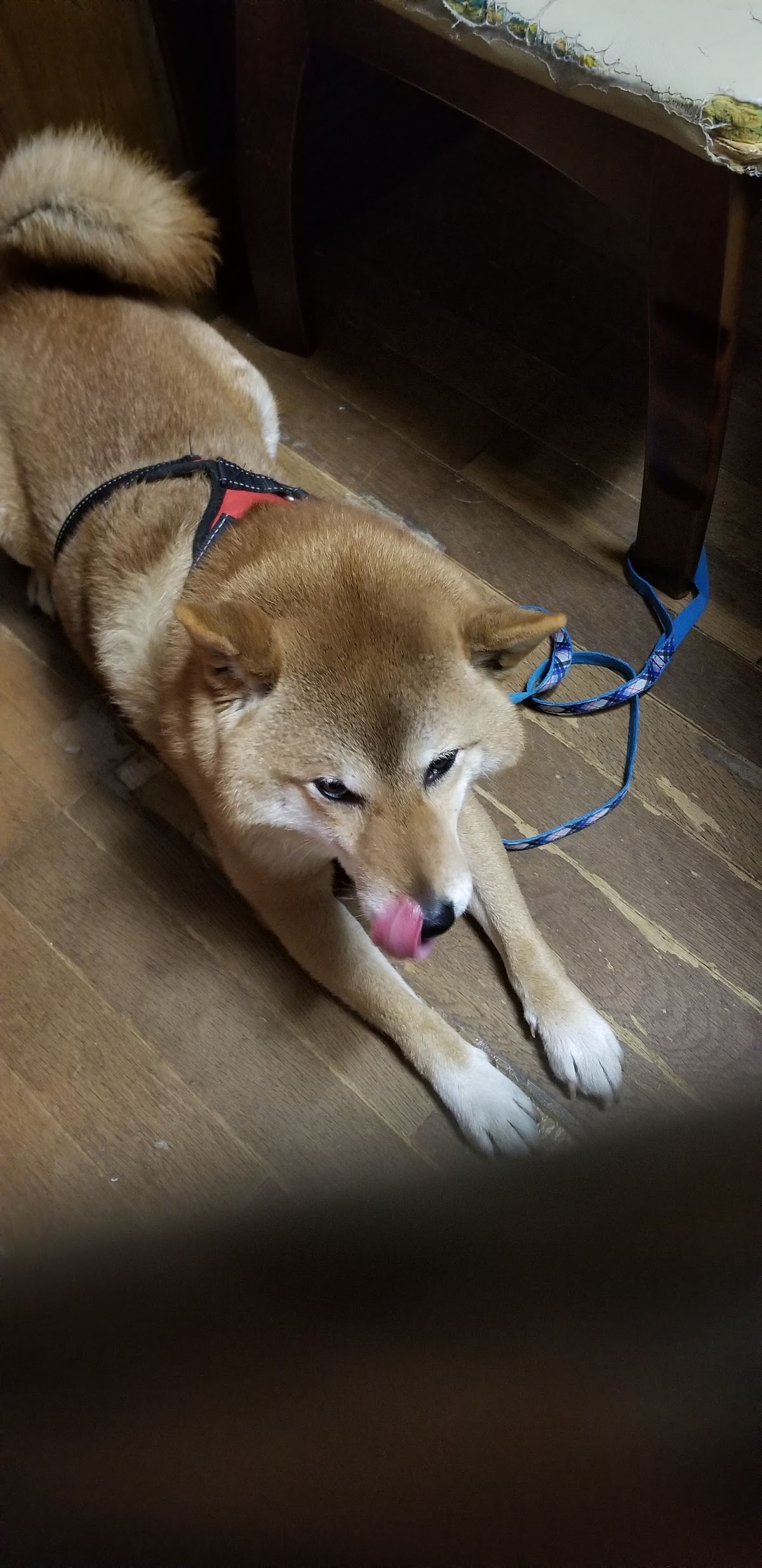 ダクタリ動物病院
